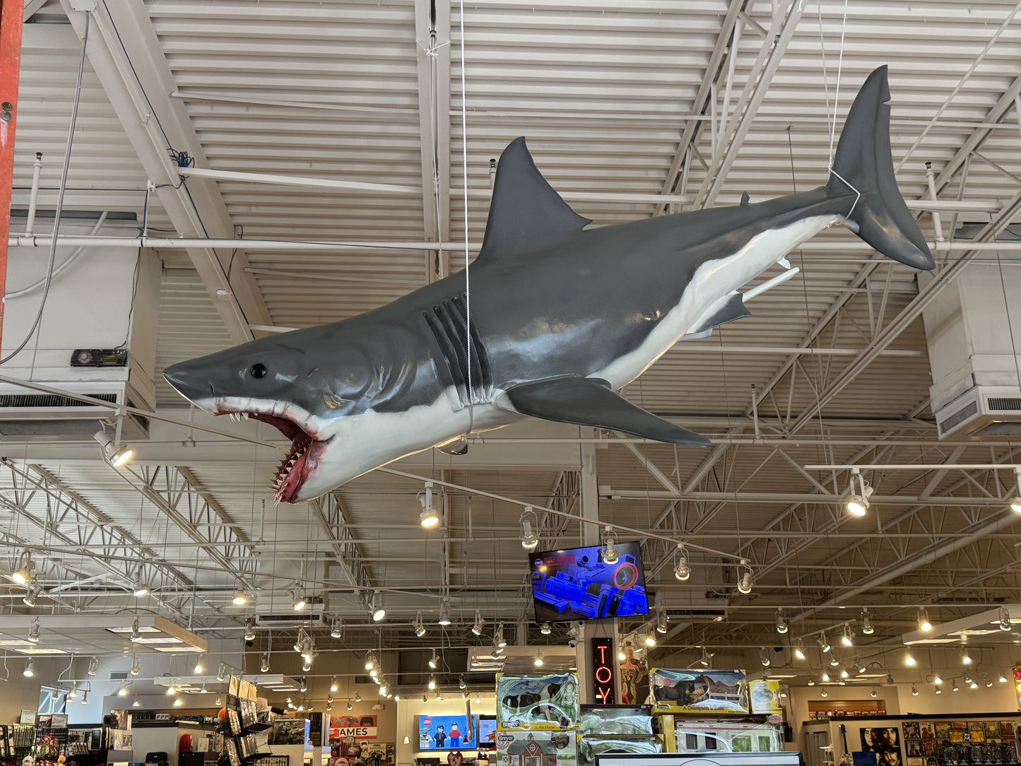 'Bruce' the shark from JAWS replica | 1:3 scale