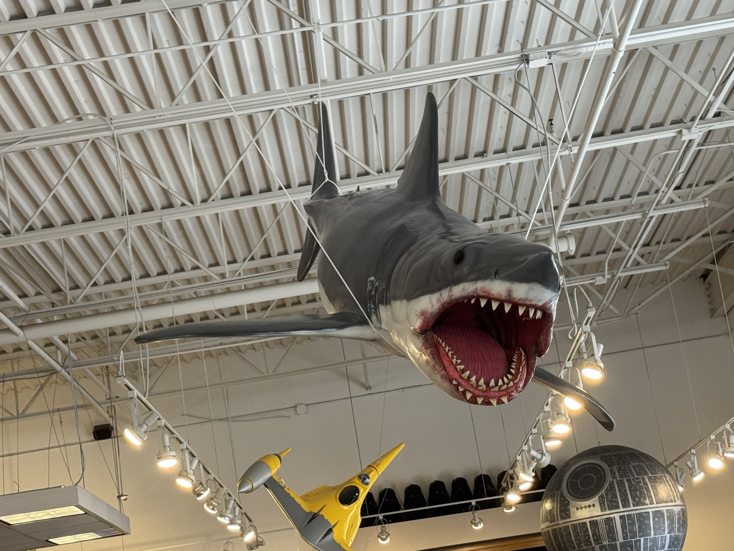 'Bruce' the shark from JAWS replica | 1:3 scale