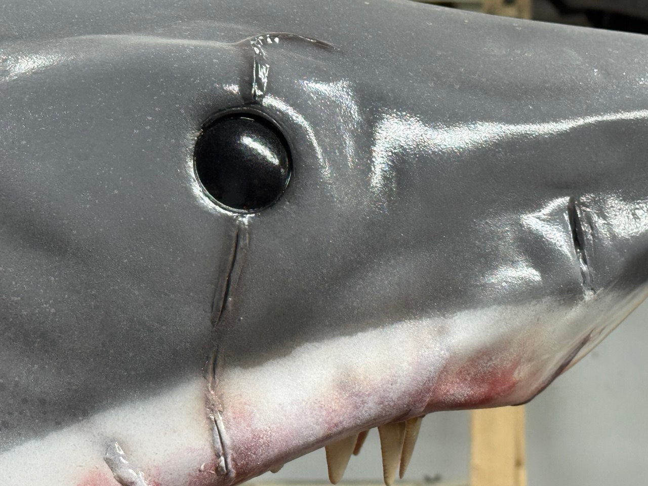 'Bruce' the shark from JAWS replica | 1:3 scale