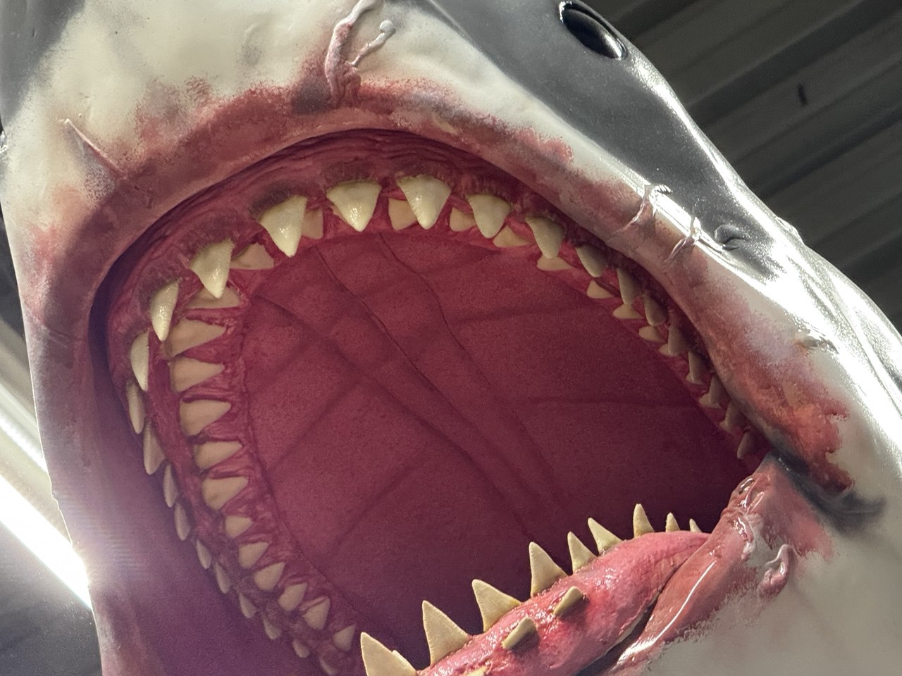 'Bruce' the shark from JAWS replica | 1:3 scale